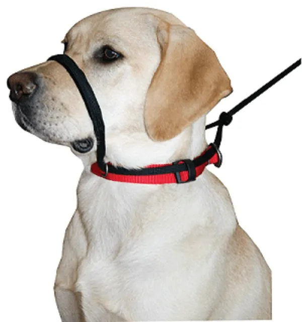 Sporn Head Halter Black